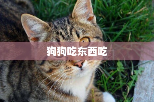 狗狗吃東西吃