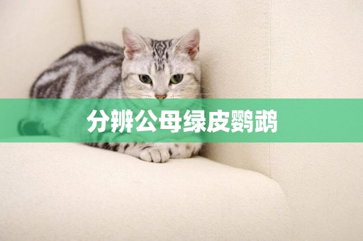 分辨公母綠皮鸚鵡