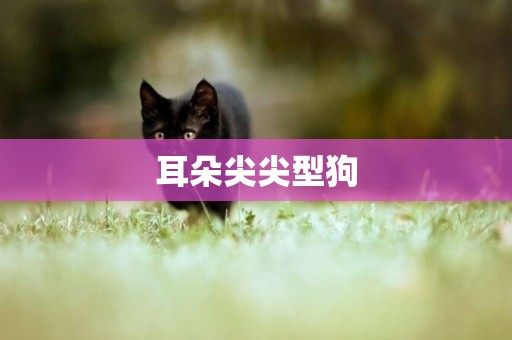 耳朵尖尖型狗