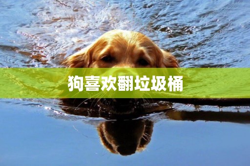 狗喜歡翻垃圾桶