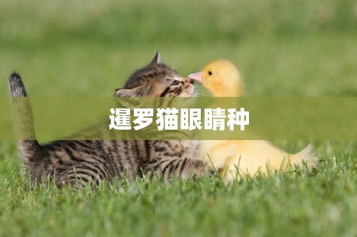 暹羅貓眼睛種