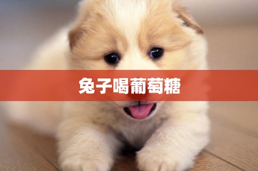 兔子喝葡萄糖