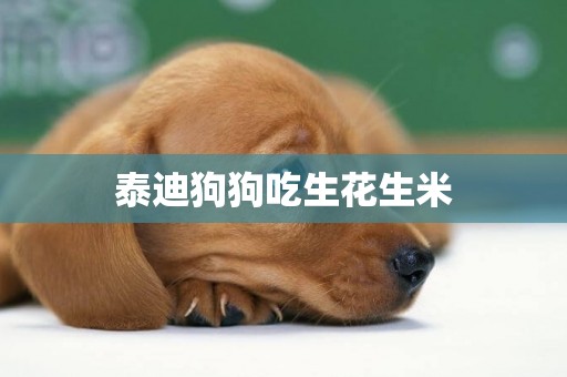 泰迪狗狗吃生花生米