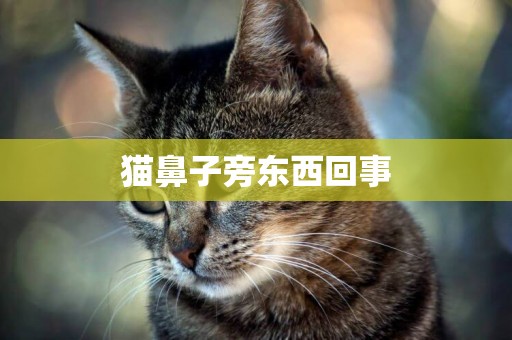 貓鼻子旁東西回事