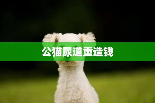 公貓尿道重造錢
