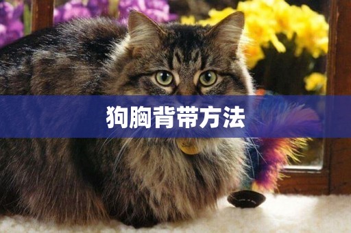 狗胸背帶方法