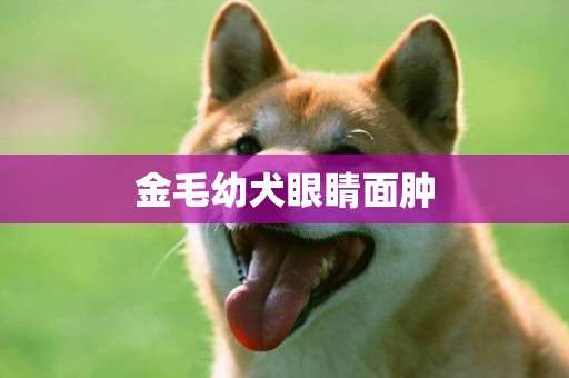 金毛幼犬眼睛面腫