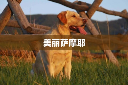 美麗薩摩耶