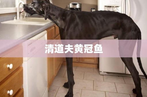 清道夫黃冠魚