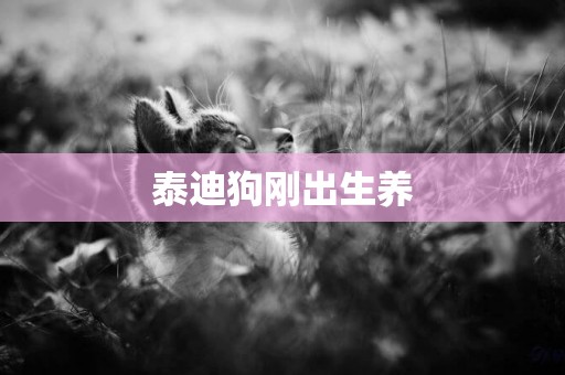 泰迪狗剛出生養