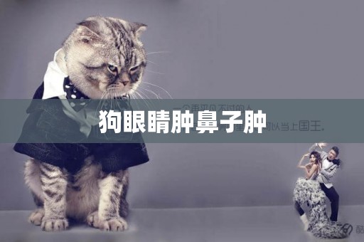 狗眼睛腫鼻子腫