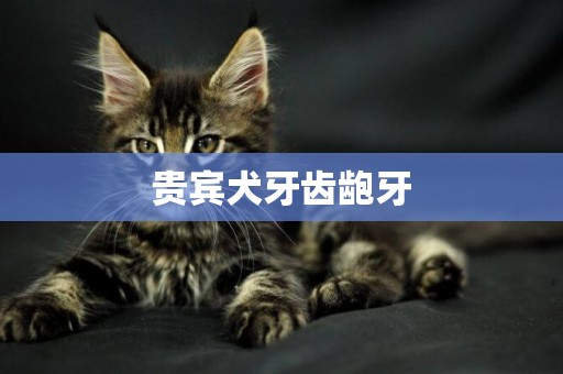 貴賓犬牙齒齙牙