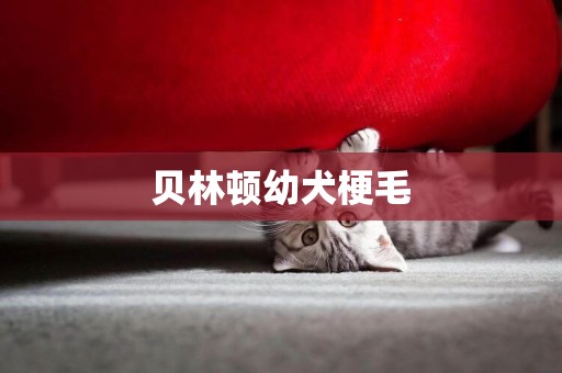 貝林頓幼犬梗毛