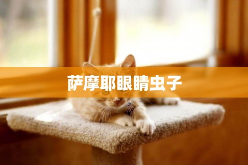 薩摩耶眼睛蟲子