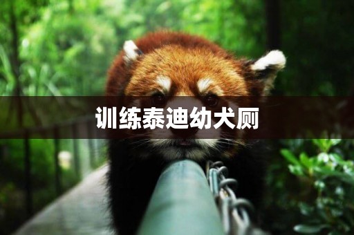 訓練泰迪幼犬廁