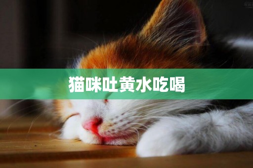 貓咪吐黃水吃喝