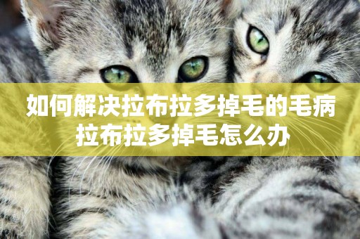 如何解決拉布拉多掉毛的毛病 拉布拉多掉毛怎么辦