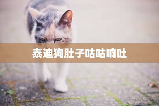泰迪狗肚子咕咕響吐