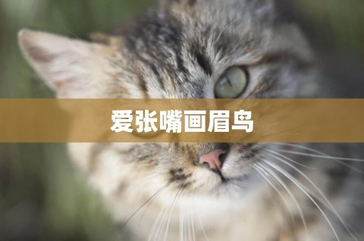 愛張嘴畫眉鳥
