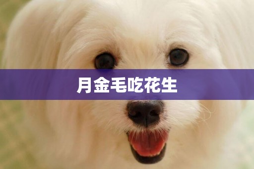 月金毛吃花生