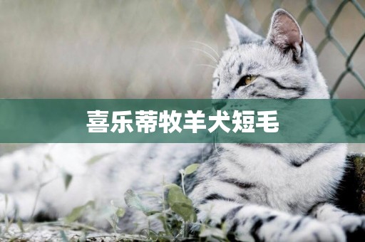 喜樂蒂牧羊犬短毛