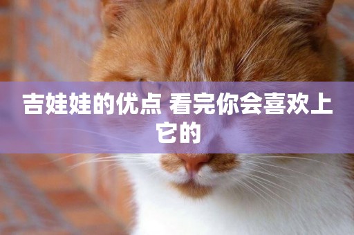 吉娃娃的優點 看完你會喜歡上它的