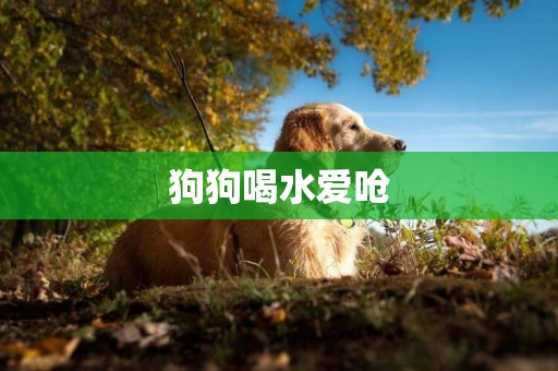 狗狗喝水愛嗆