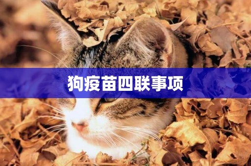 狗疫苗四聯事項