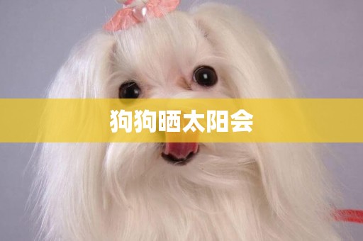狗狗曬太陽會
