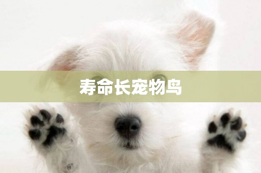 壽命長寵物鳥