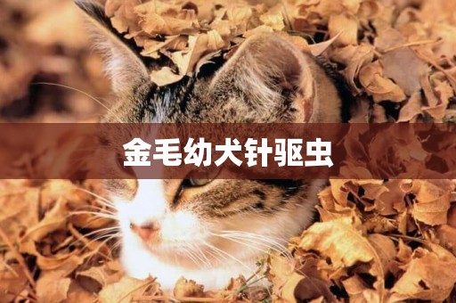 金毛幼犬針驅蟲