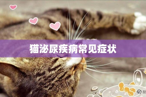 貓泌尿疾病常見癥狀