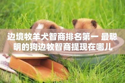 邊境牧羊犬智商排名第一 最聰明的狗邊牧智商提現在哪兒