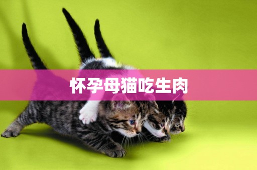 懷孕母貓吃生肉