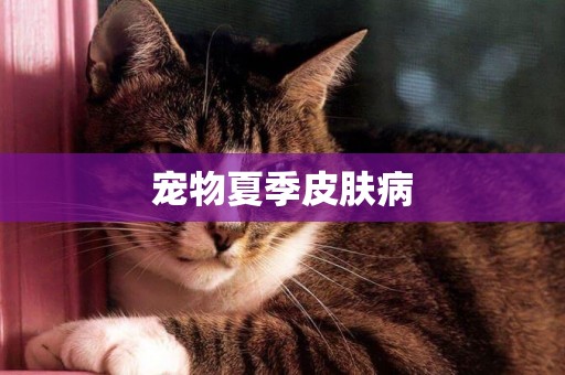 寵物夏季皮膚病