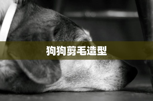 狗狗剪毛造型