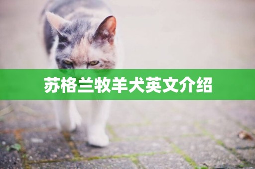 蘇格蘭牧羊犬英文介紹