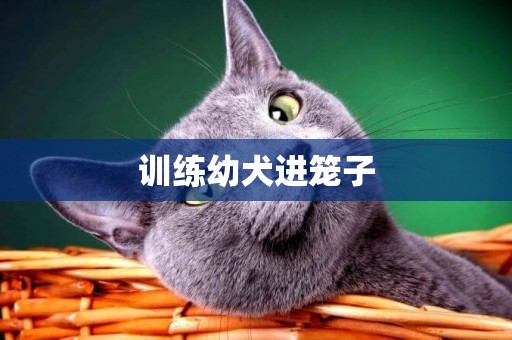 訓練幼犬進籠子