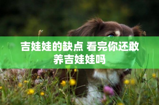 吉娃娃的缺點 看完你還敢養吉娃娃嗎