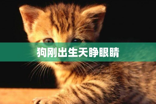 狗剛出生天睜眼睛