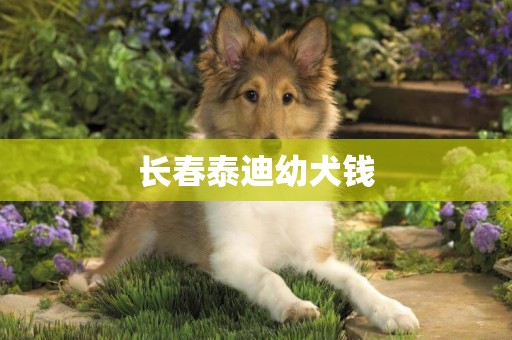 長春泰迪幼犬錢