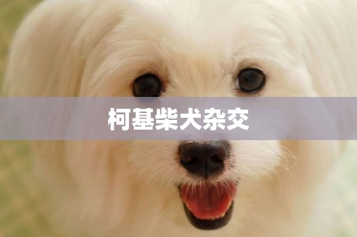柯基柴犬雜交