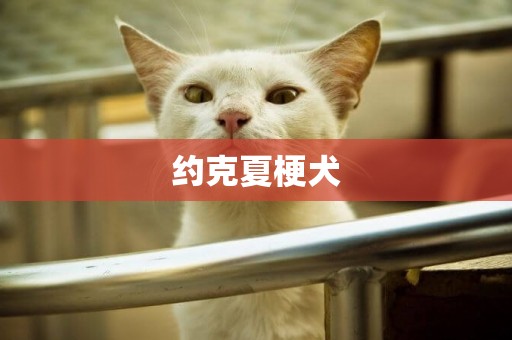 約克夏梗犬