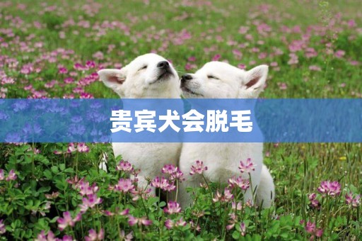 貴賓犬會脫毛