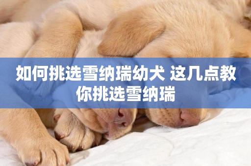 如何挑選雪納瑞幼犬 這幾點教你挑選雪納瑞