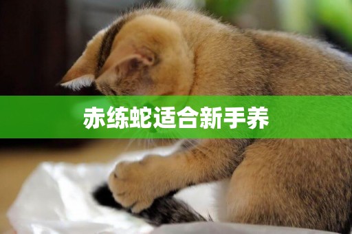 赤練蛇適合新手養