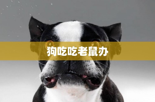 狗吃吃老鼠辦