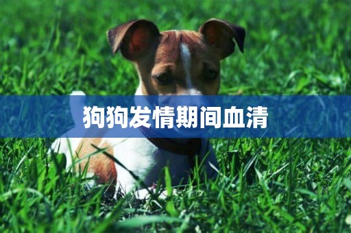 狗狗發情期間血清