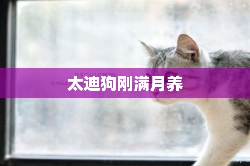 太迪狗剛滿月養