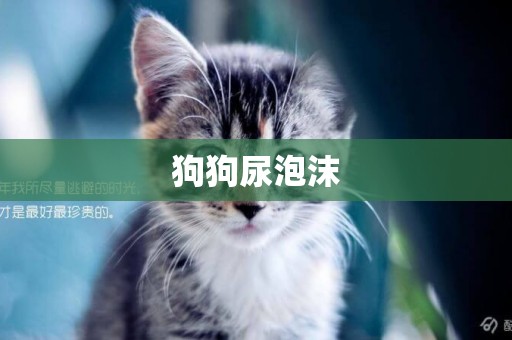 狗狗尿泡沫